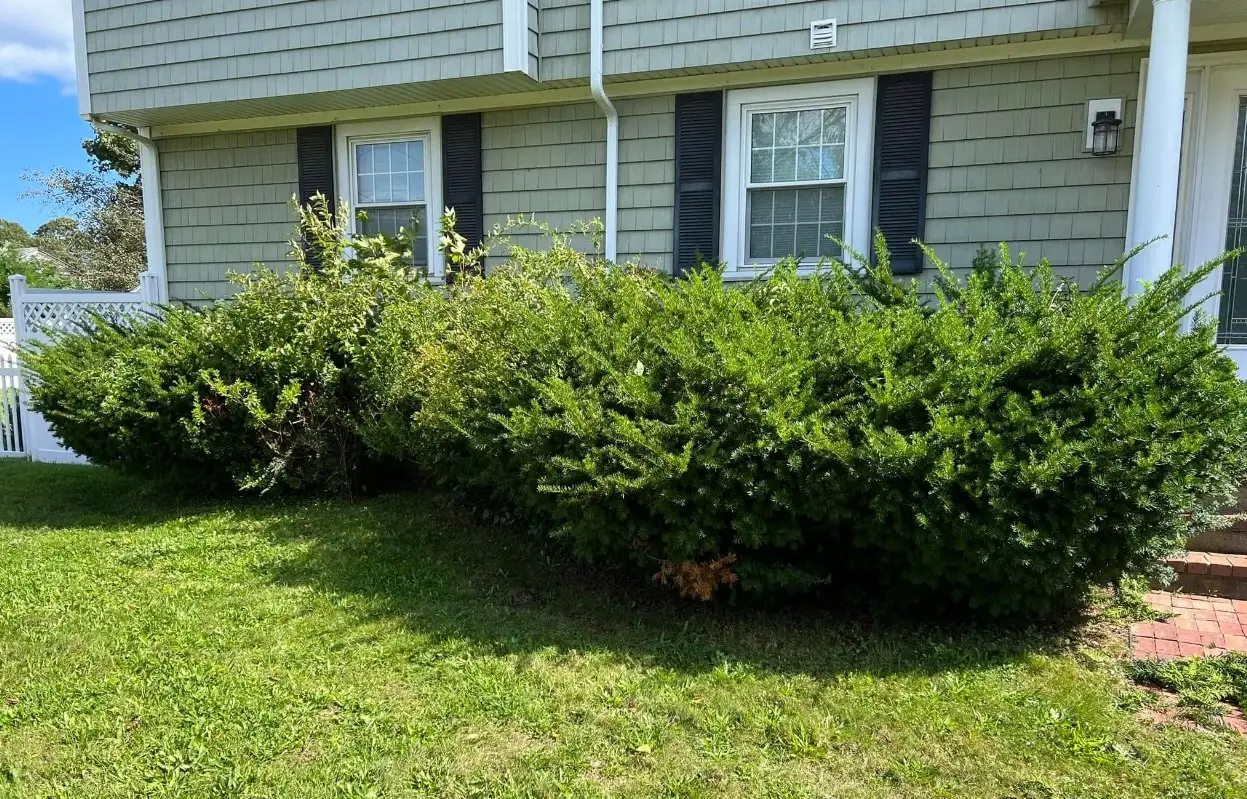 Overgrown hedge before trimming by Medhaug Landscaping