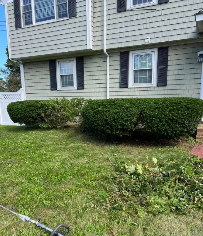 Freshly trimmed shrubs and hedge maintenance at home in Plymouth MA