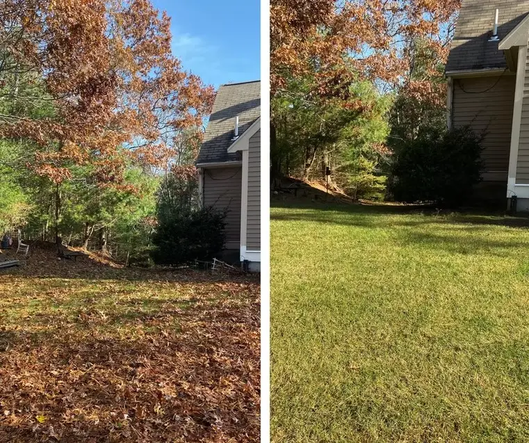 Landscape cleanup before and after leaf removal transformation