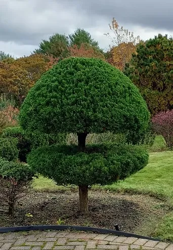 Decorative tree trimming and shaping by Medhaug Landscaping